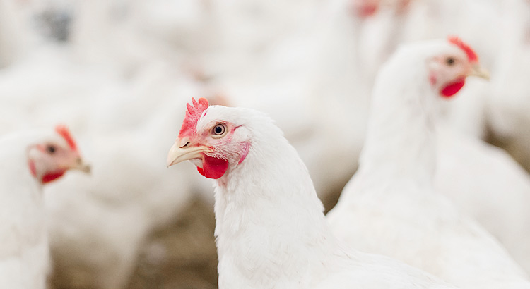 ɭ��������-׷�󿵽�,����һ������