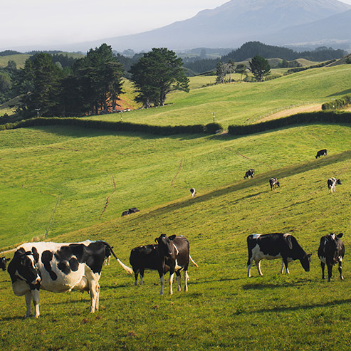 ɭ��������-׷�󿵽�,����һ������